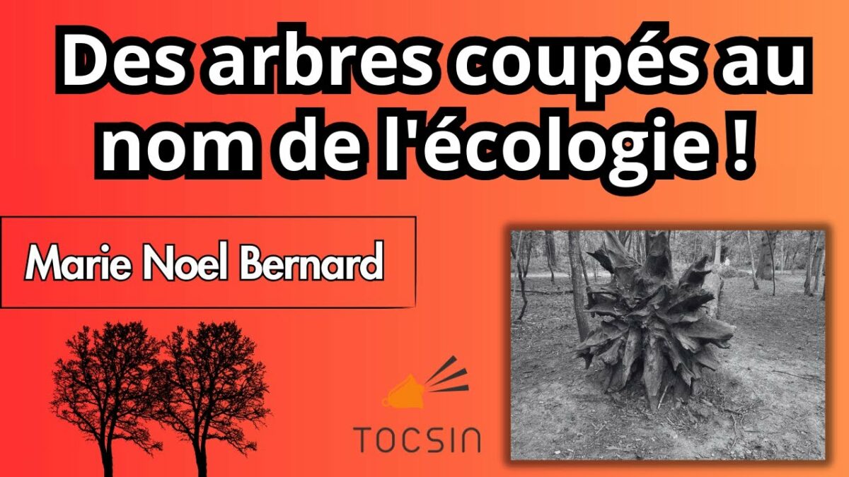 Vidéo : On abat des arbres centenaires au nom du réchauffement climatique ! –