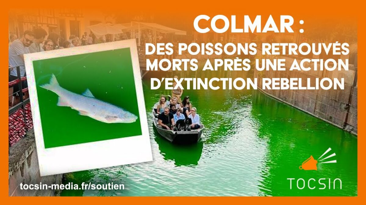 Colmar : Des poissons retrouvés morts après une action d’Extinction Rebellion – Éric Straumann